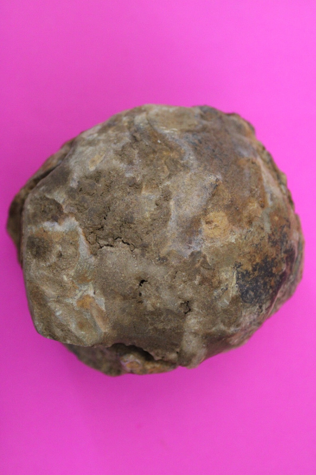 Authentic Trilobite Geode Real Fossil 450 Million Years Old Dinosaur Girl COA 24