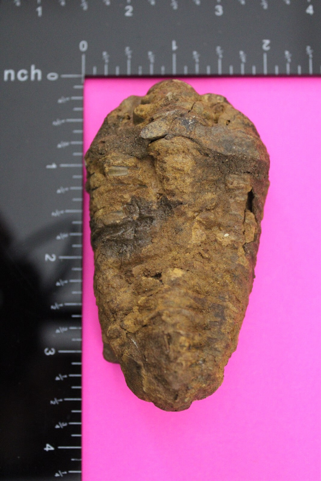 Authentic Trilobite Fossil 450 Million Years Old Genuine Dinosaur Girl COA 43