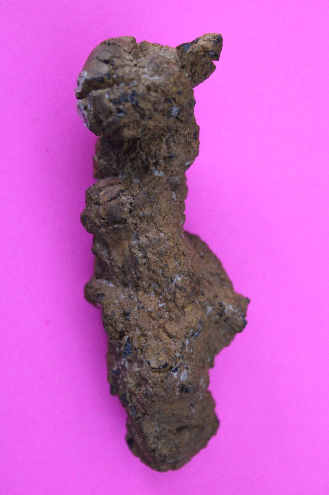 Giant Lizard Poop 5 Million Years Old Genuine Real Fossil Dinosaur Girl COA S61