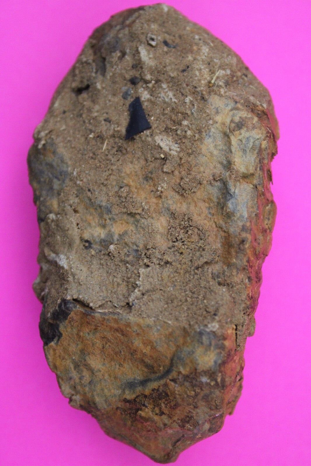 Authentic Trilobite Fossil 450 Million Years Old Genuine Dinosaur Girl COA 56