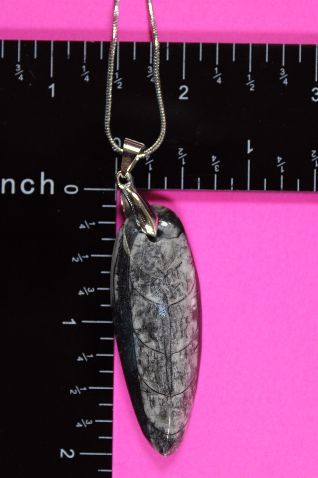 Authentic Orthoceros Necklace Fossil 500 Million Years Old Dinosaur Girl COA 07