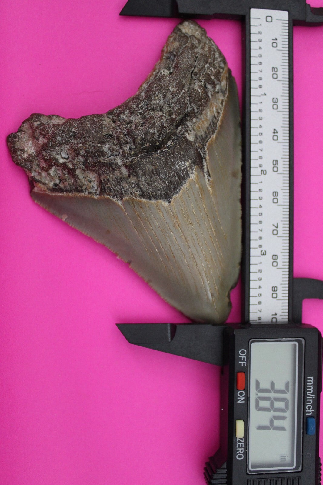 Authentic Megadolon Shark Tooth 3.84 Inch 91 Grams Fossil Dinosaur Girl COA M08