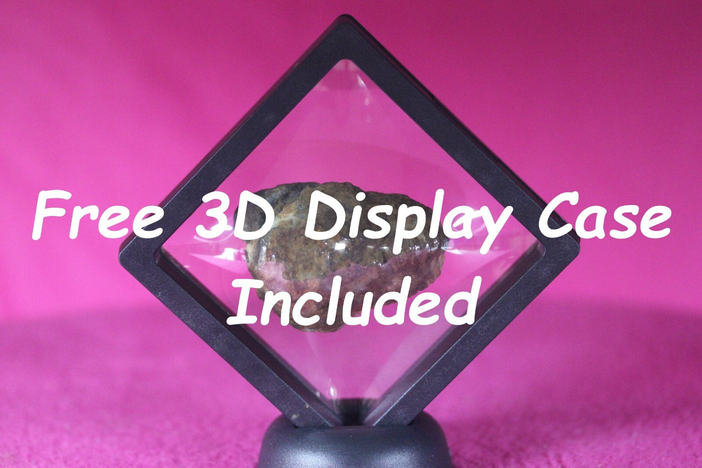 Authentic Trilobite Geode Real Fossil 450 Million Years Old Dinosaur Girl COA 25