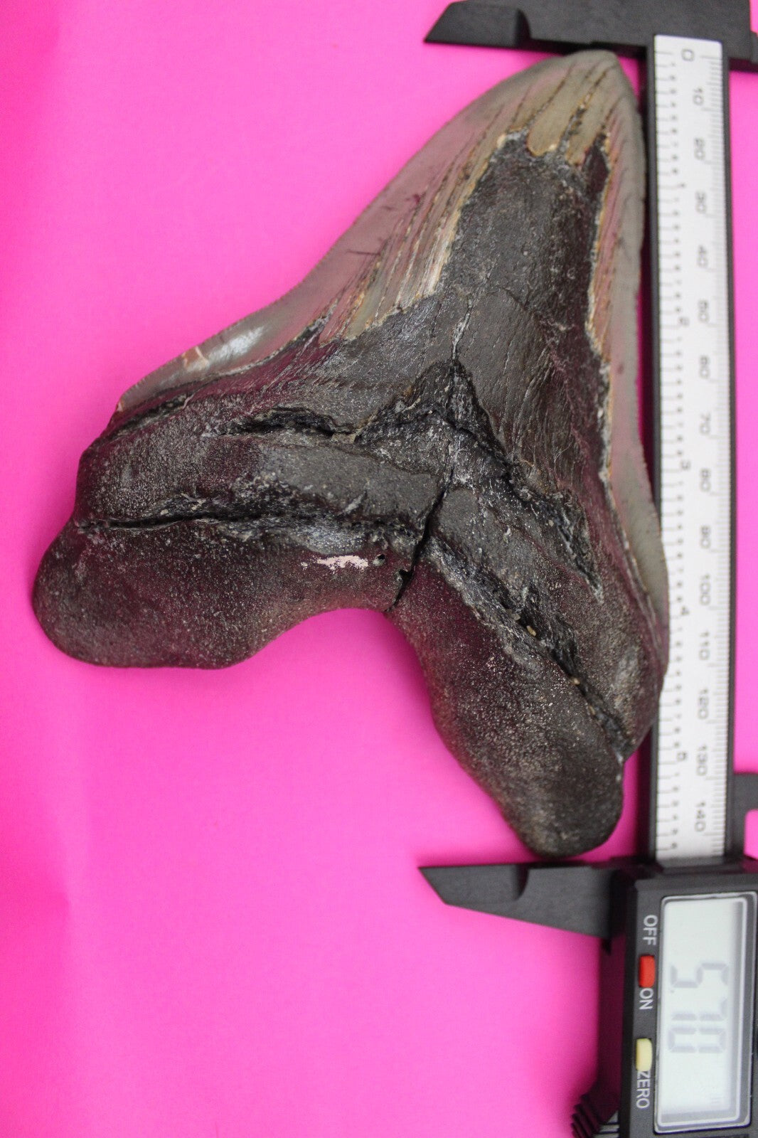 Authentic Megalodon Shark Tooth 5.7 Inch 319 Grams Fossil Dinosaur Girl COA M12