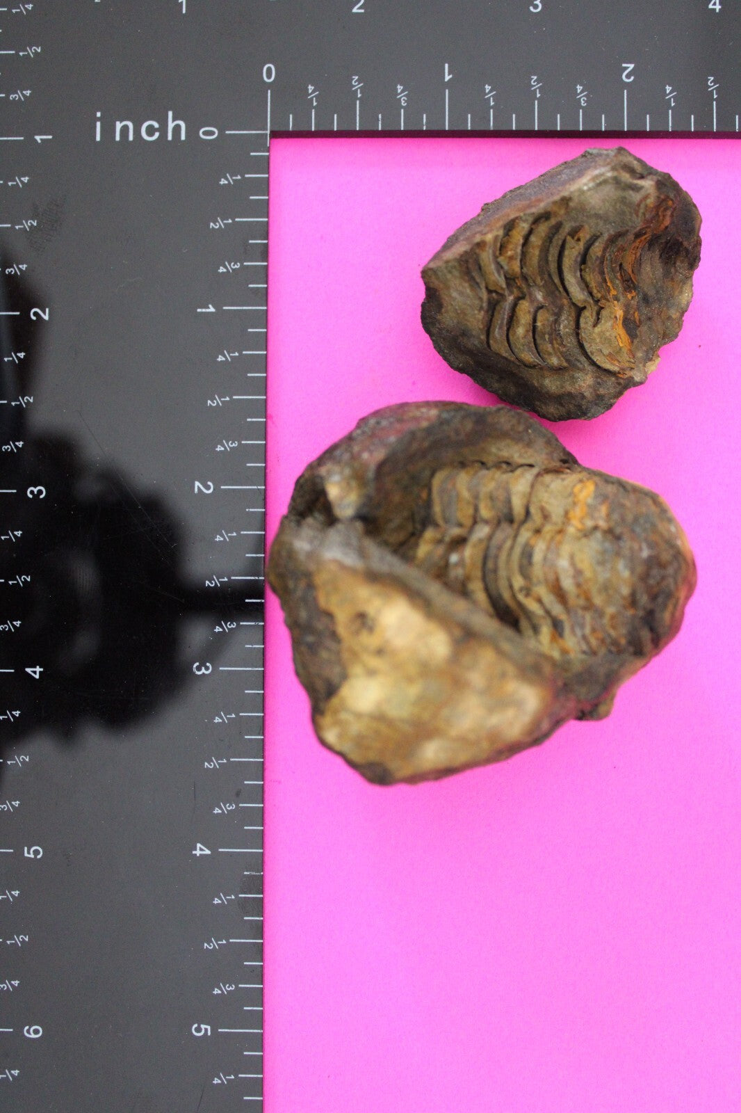 Authentic Trilobite Geode Real Fossil 450 Million Years Old Dinosaur Girl COA 14