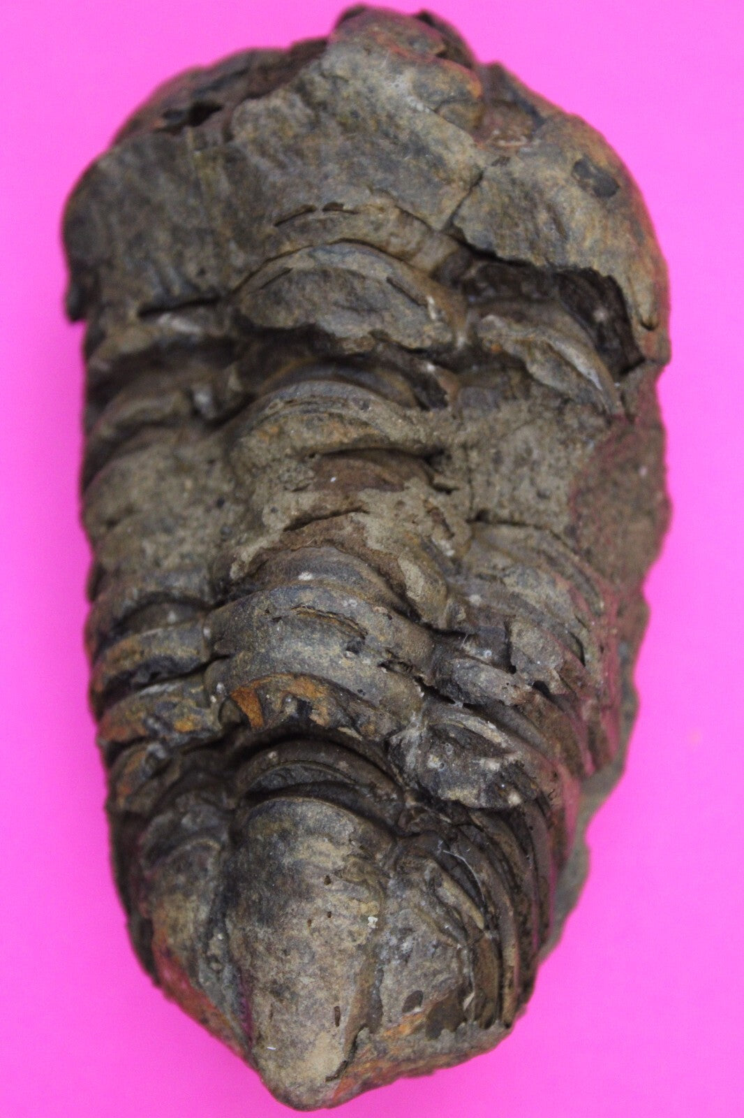 Authentic Trilobite Fossil 450 Million Years Old Genuine Dinosaur Girl COA 83