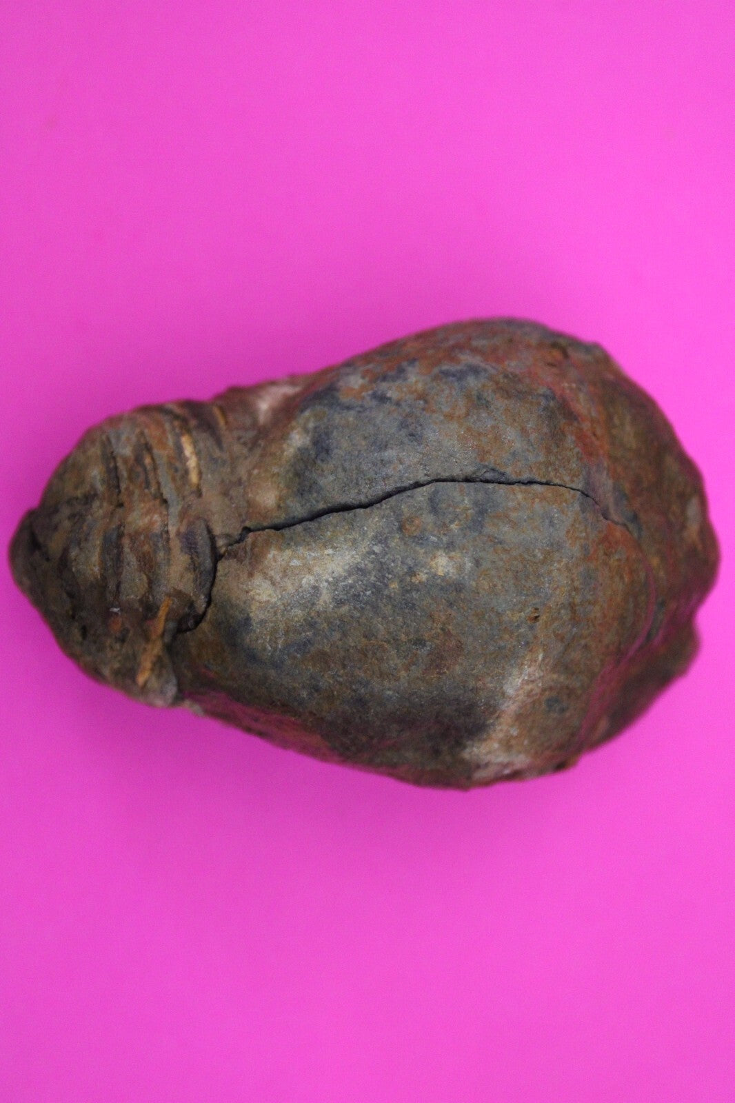 Authentic Trilobite Geode Real Fossil 450 Million Years Old Dinosaur Girl COA 03