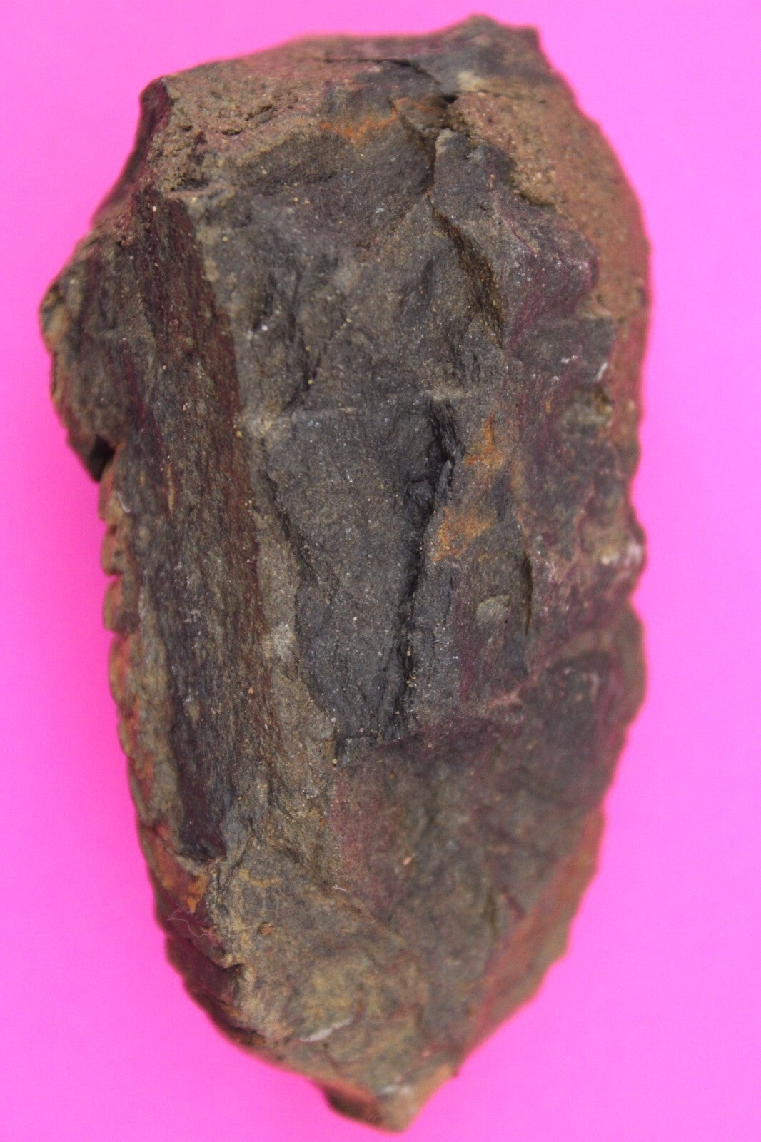 Authentic Trilobite Fossil 450 Million Years Old Genuine Dinosaur Girl COA 16