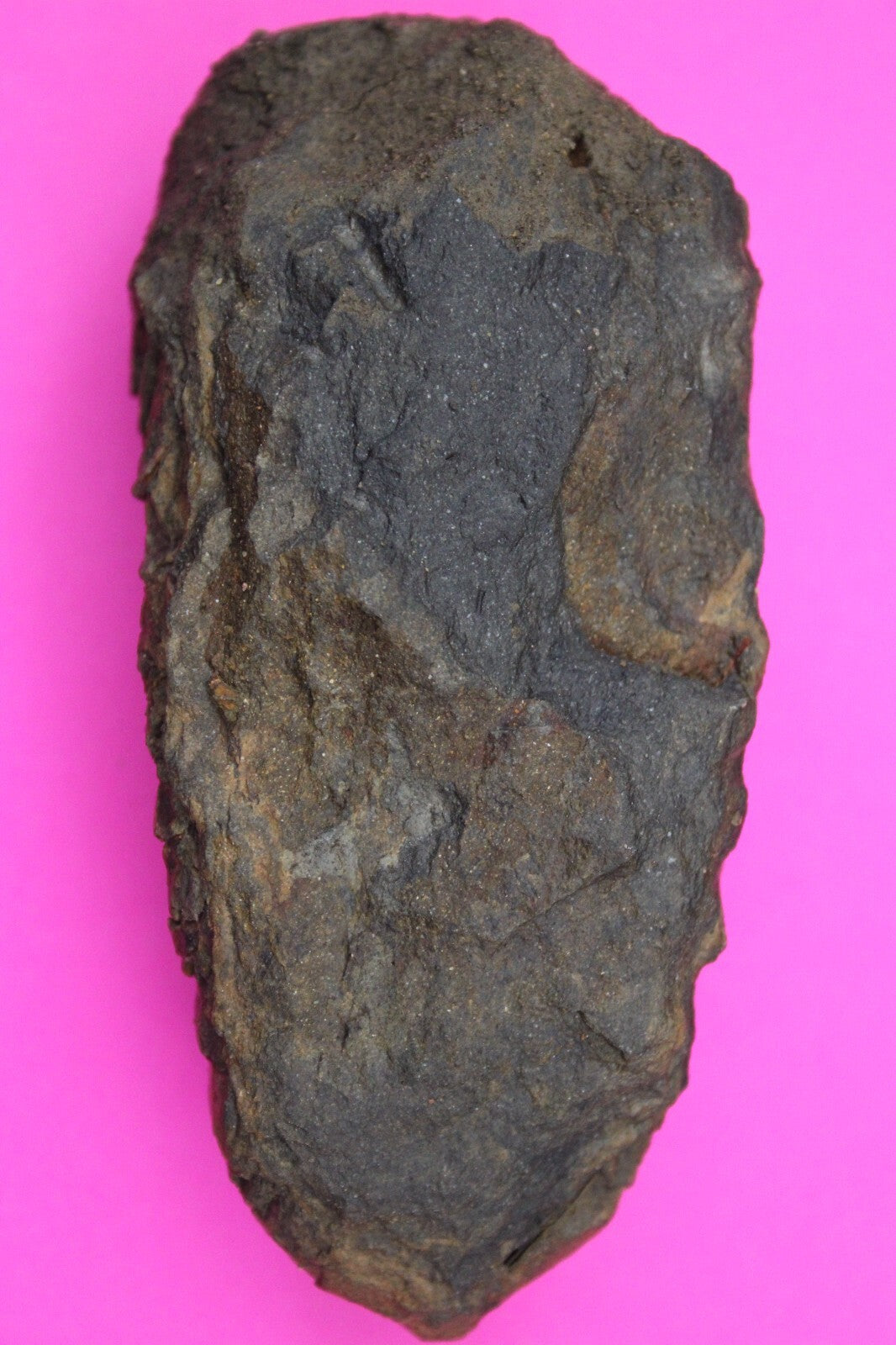 Authentic Trilobite Fossil 450 Million Years Old Genuine Dinosaur Girl COA 24