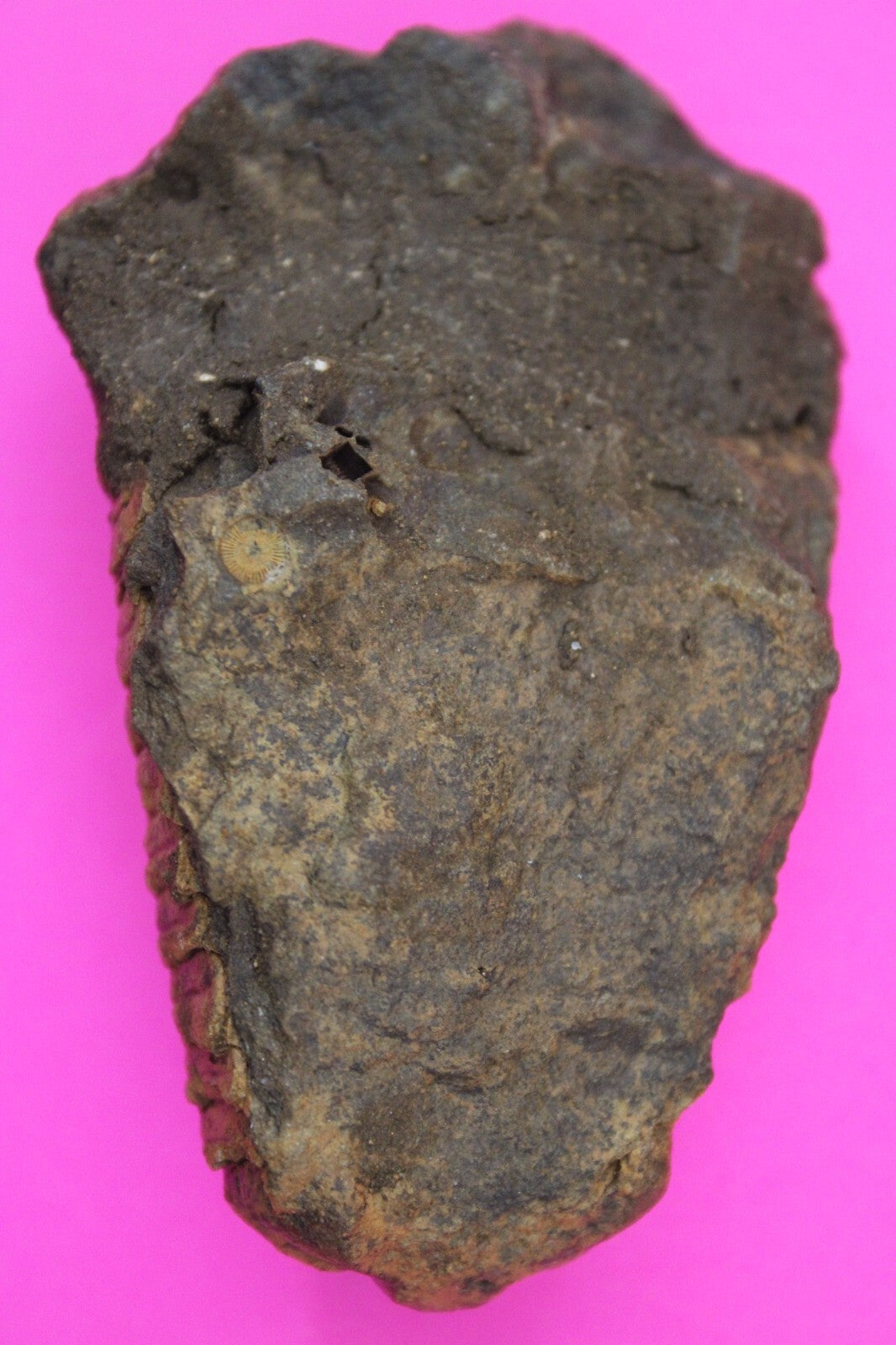 Authentic Trilobite Fossil 450 Million Years Old Genuine Dinosaur Girl COA 90