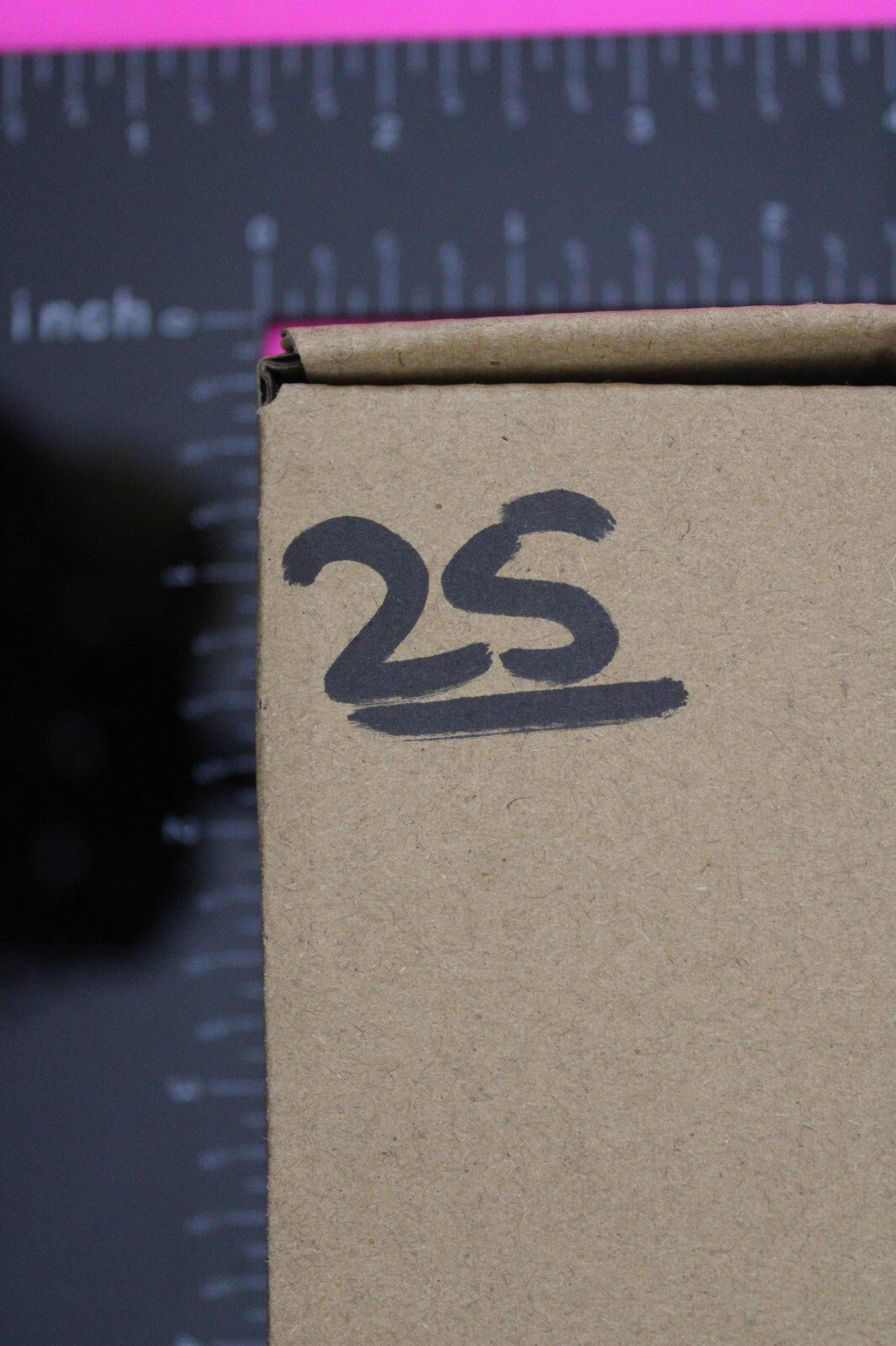 Authentic Trilobite Fossil 450 Million Years Old Genuine Dinosaur Girl COA 25