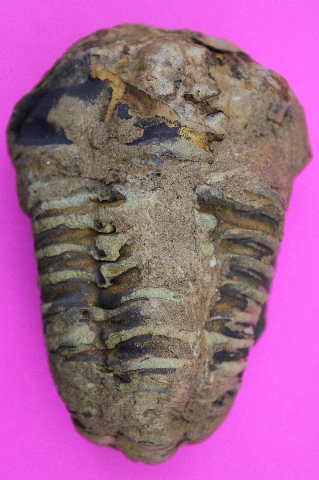 Authentic Trilobite Fossil 450 Million Years Old Genuine Dinosaur Girl COA 32