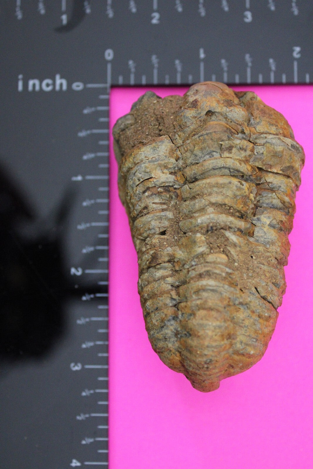 Authentic Trilobite Fossil 450 Million Years Old Genuine Dinosaur Girl COA 29