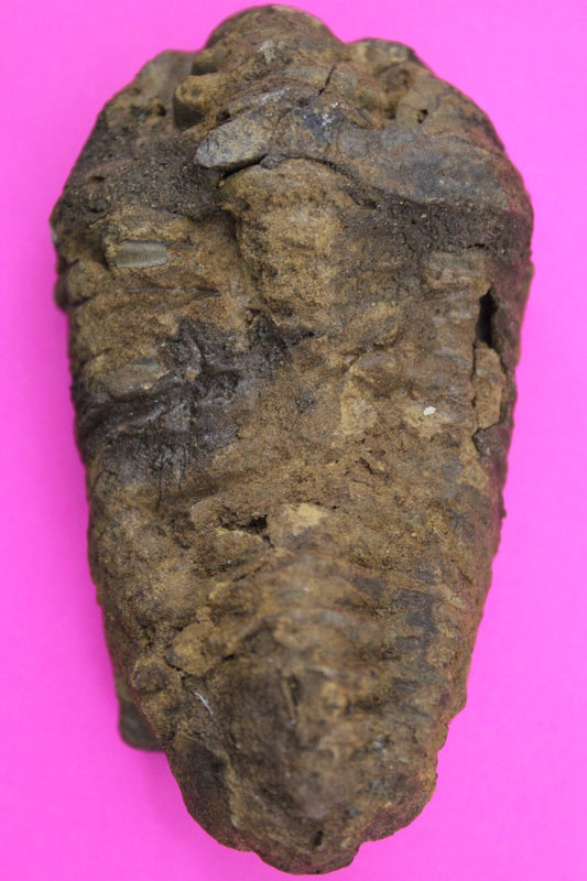 Authentic Trilobite Fossil 450 Million Years Old Genuine Dinosaur Girl COA 43