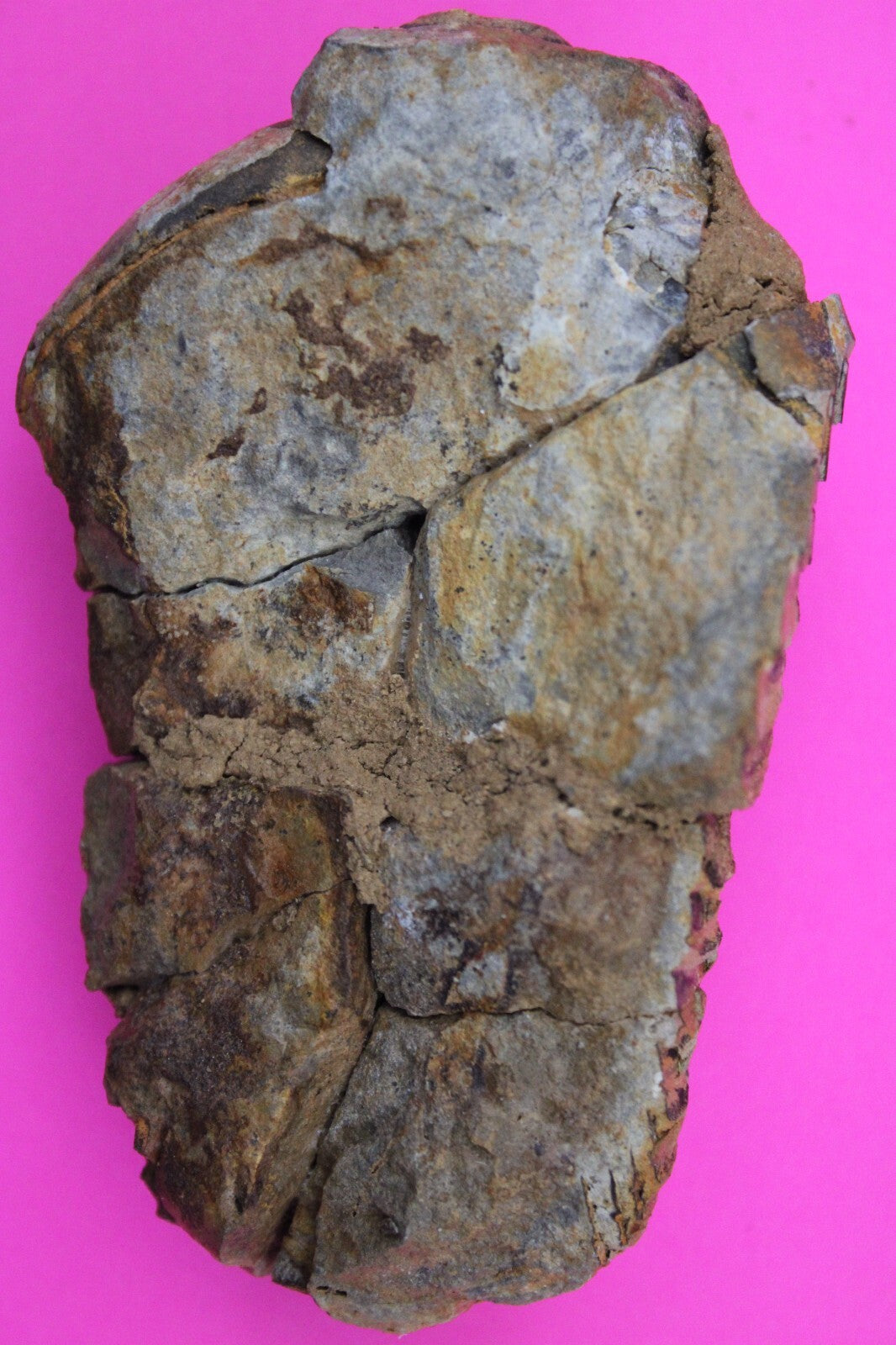 Authentic Trilobite Fossil 450 Million Years Old Genuine Dinosaur Girl COA 05