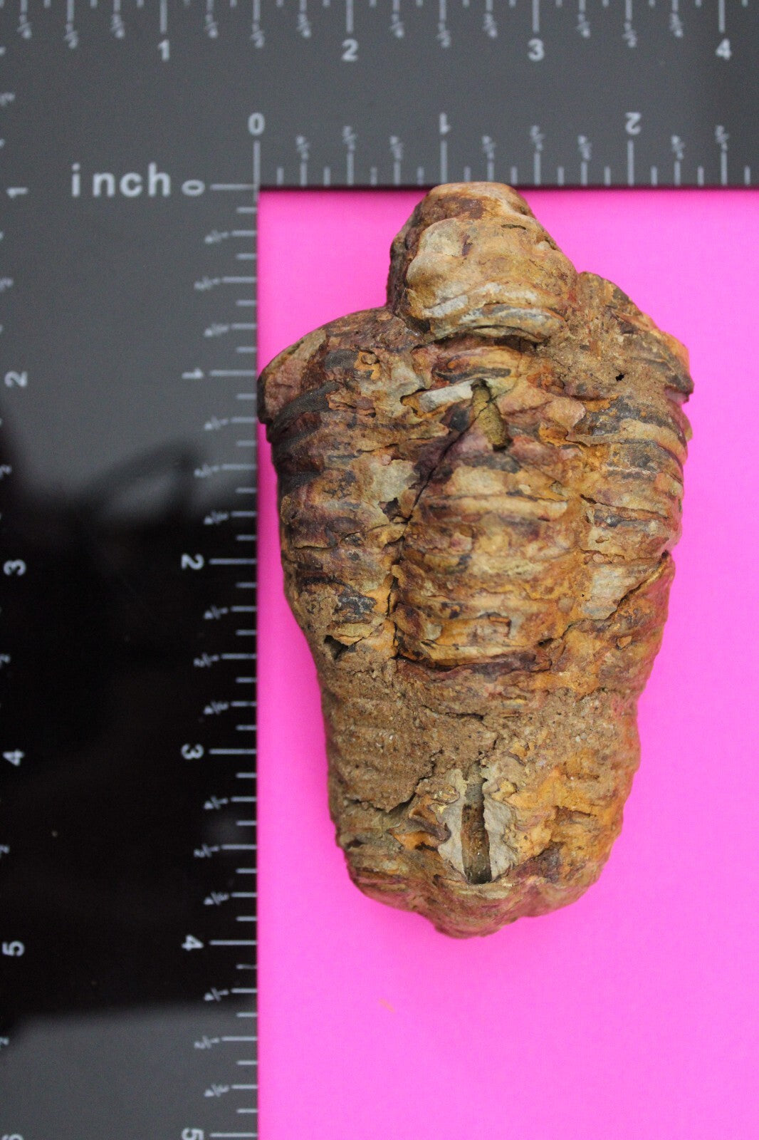 Authentic Trilobite Fossil 450 Million Years Old Genuine Dinosaur Girl COA 11