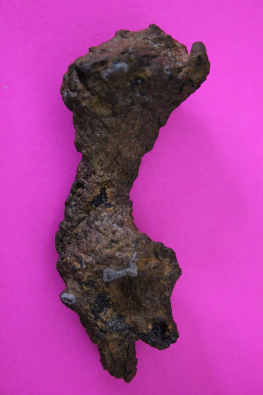 Giant Lizard Poop 5 Million Years Old Genuine Real Fossil Dinosaur Girl COA S49