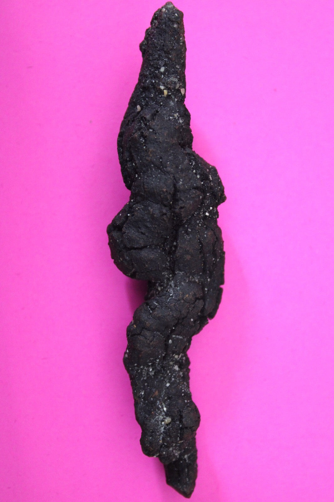 Giant Lizard Poop 5 Million Years Old Genuine Real Fossil Dinosaur Girl COA L14