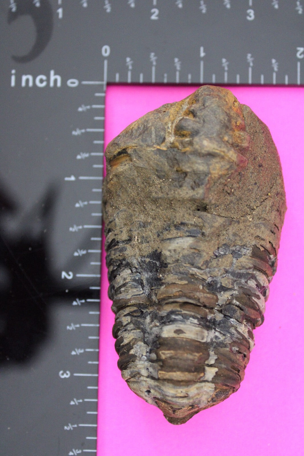 Authentic Trilobite Fossil 450 Million Years Old Genuine Dinosaur Girl COA 33