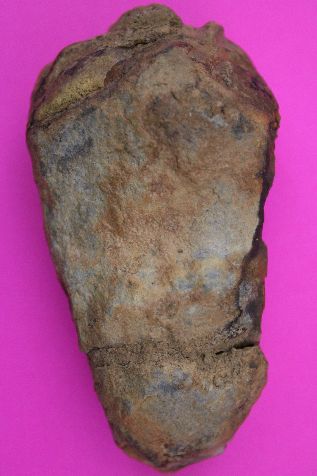 Authentic Trilobite Fossil 450 Million Years Old Genuine Dinosaur Girl COA 46