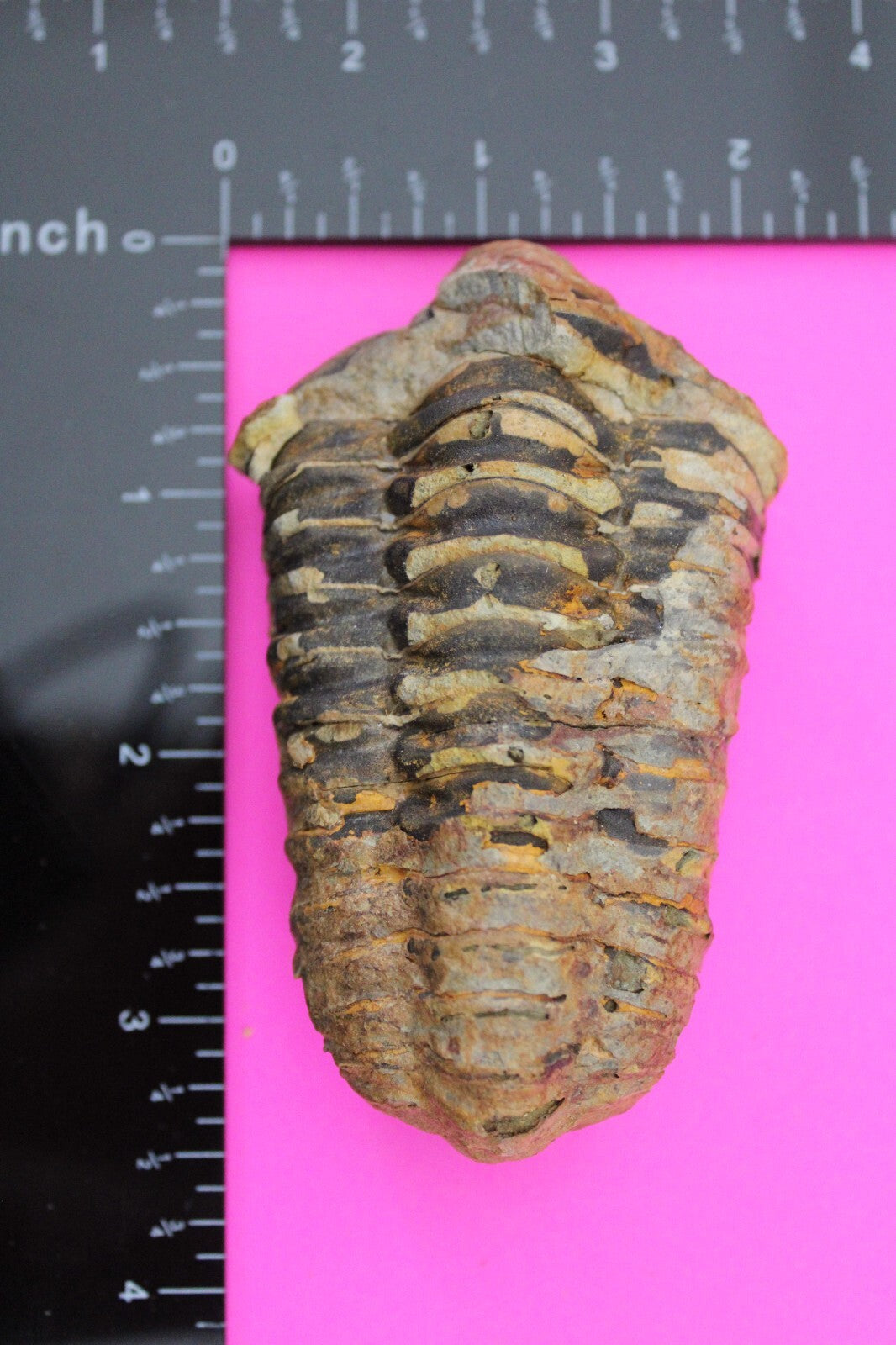 Authentic Trilobite Fossil 450 Million Years Old Genuine Dinosaur Girl COA 35
