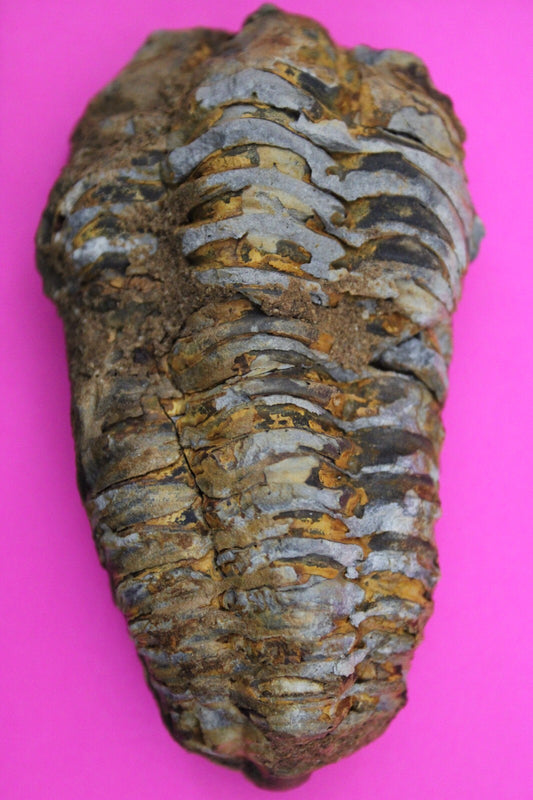 Authentic Trilobite Fossil 450 Million Years Old Genuine Dinosaur Girl COA 51