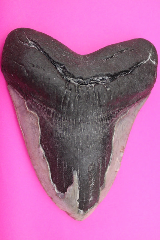 Authentic Megalodon Shark Tooth 5.57 Inch 419 Grams Fossil Dinosaur Girl COA M13