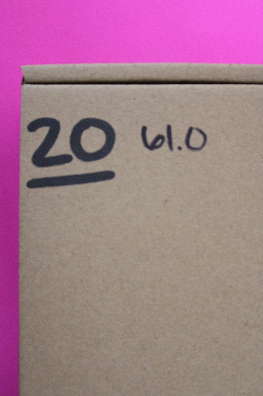 Authentic Trilobite Geode Real Fossil 450 Million Years Old Dinosaur Girl COA 20