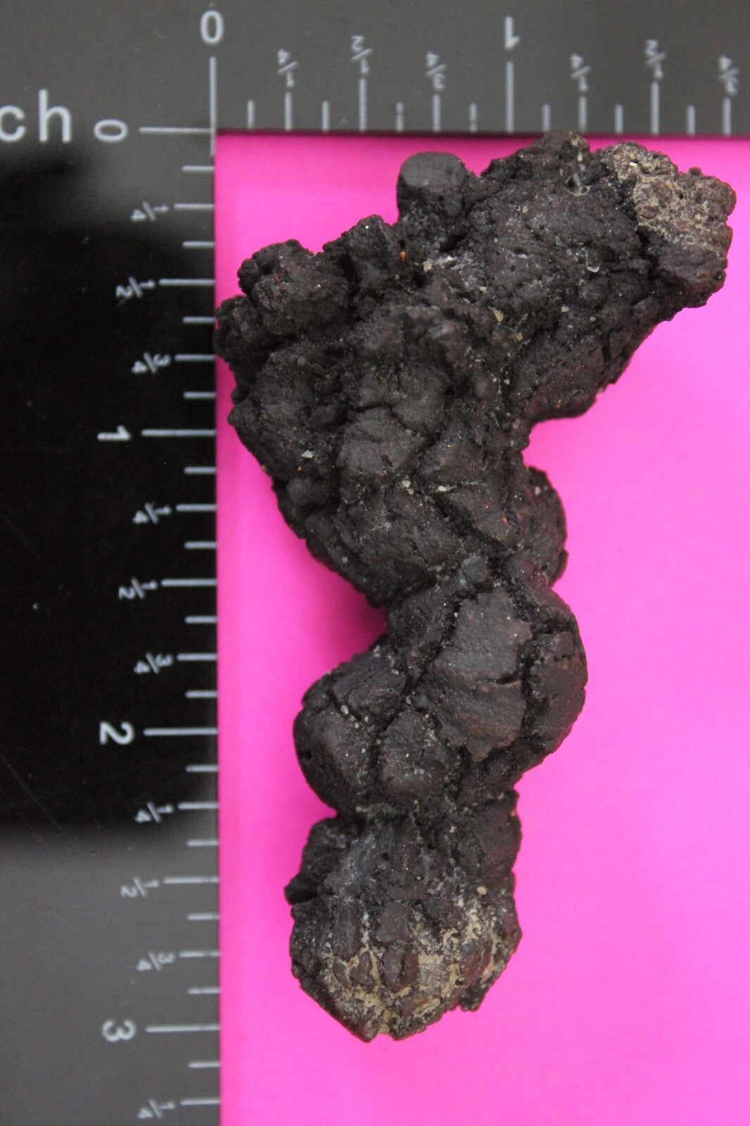 Giant Lizard Poop 5 Million Years Old Genuine Real Fossil Dinosaur Girl COA S50