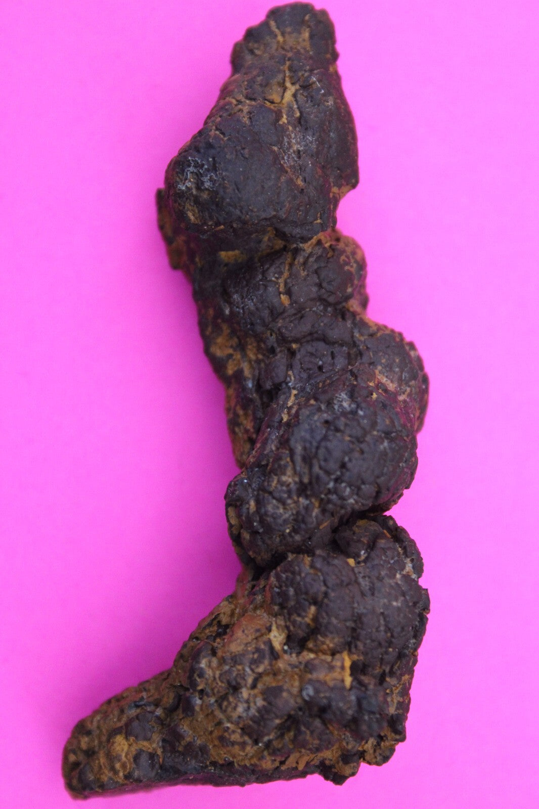 Giant Lizard Poop 5 Million Years Old Genuine Real Fossil Dinosaur Girl COA L19