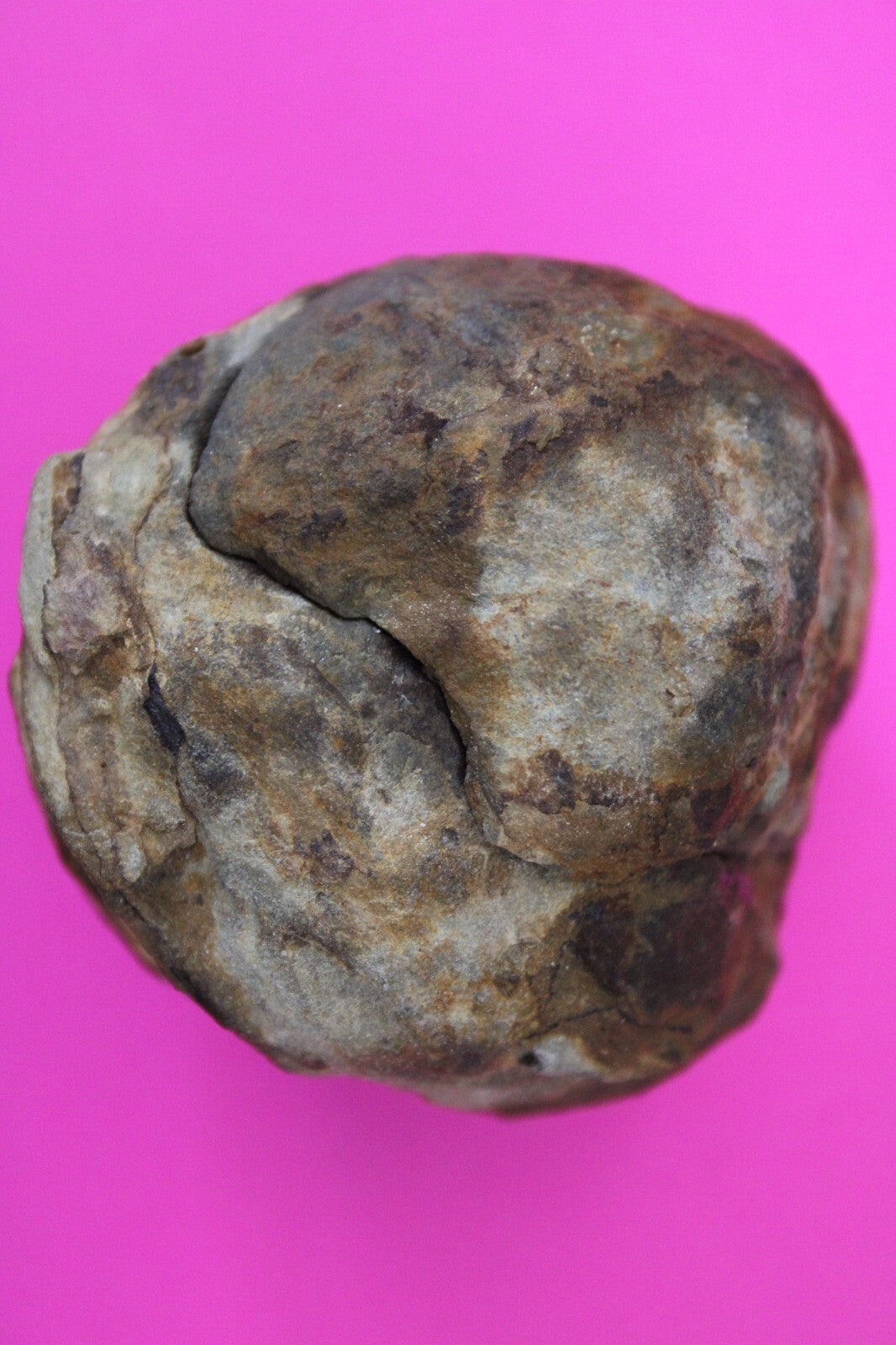 Authentic Trilobite Geode Real Fossil 450 Million Years Old Dinosaur Girl COA 16