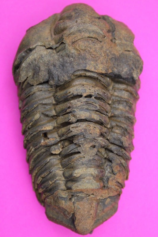 Authentic Trilobite Fossil 450 Million Years Old Genuine Dinosaur Girl COA 45