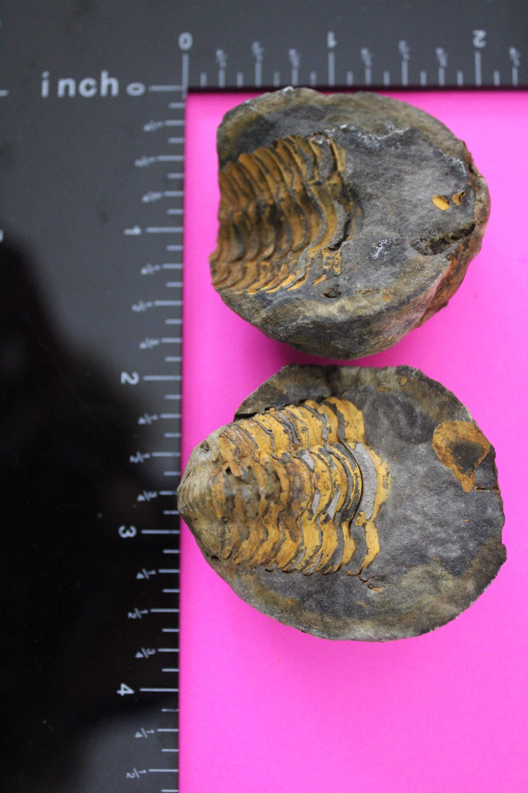 Authentic Trilobite Geode Real Fossil 450 Million Years Old Dinosaur Girl COA 22