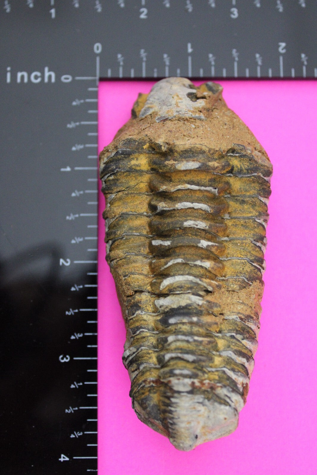 Authentic Trilobite Fossil 450 Million Years Old Genuine Dinosaur Girl COA 37