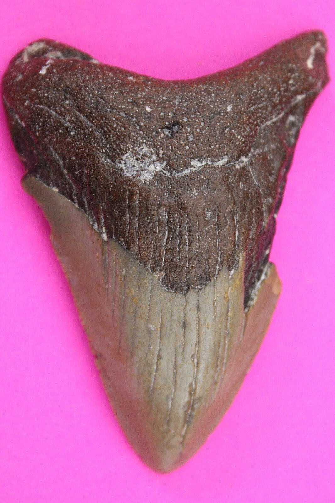 Authentic Megadolon Shark Tooth 2.68 Inch 34 Grams Fossil Dinosaur Girl COA M57