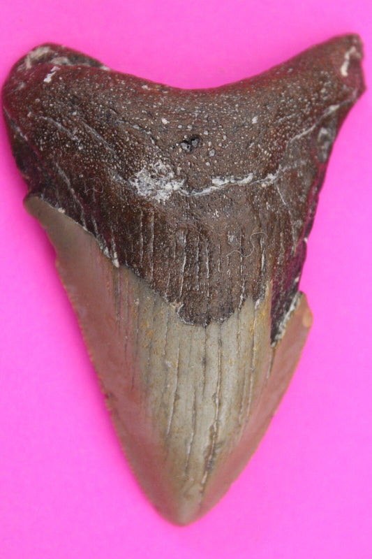 Authentic Megadolon Shark Tooth 2.68 Inch 34 Grams Fossil Dinosaur Girl COA M57