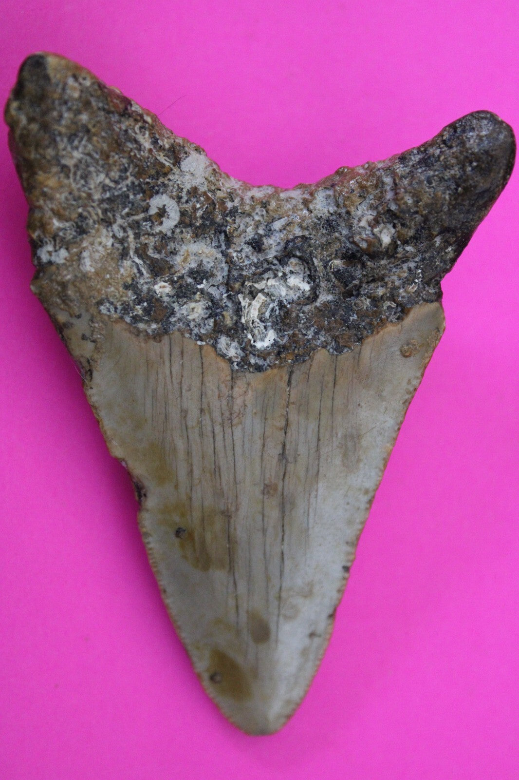Authentic Megadolon Shark Tooth 3.04 Inch 47 Grams Fossil Dinosaur Girl COA M06