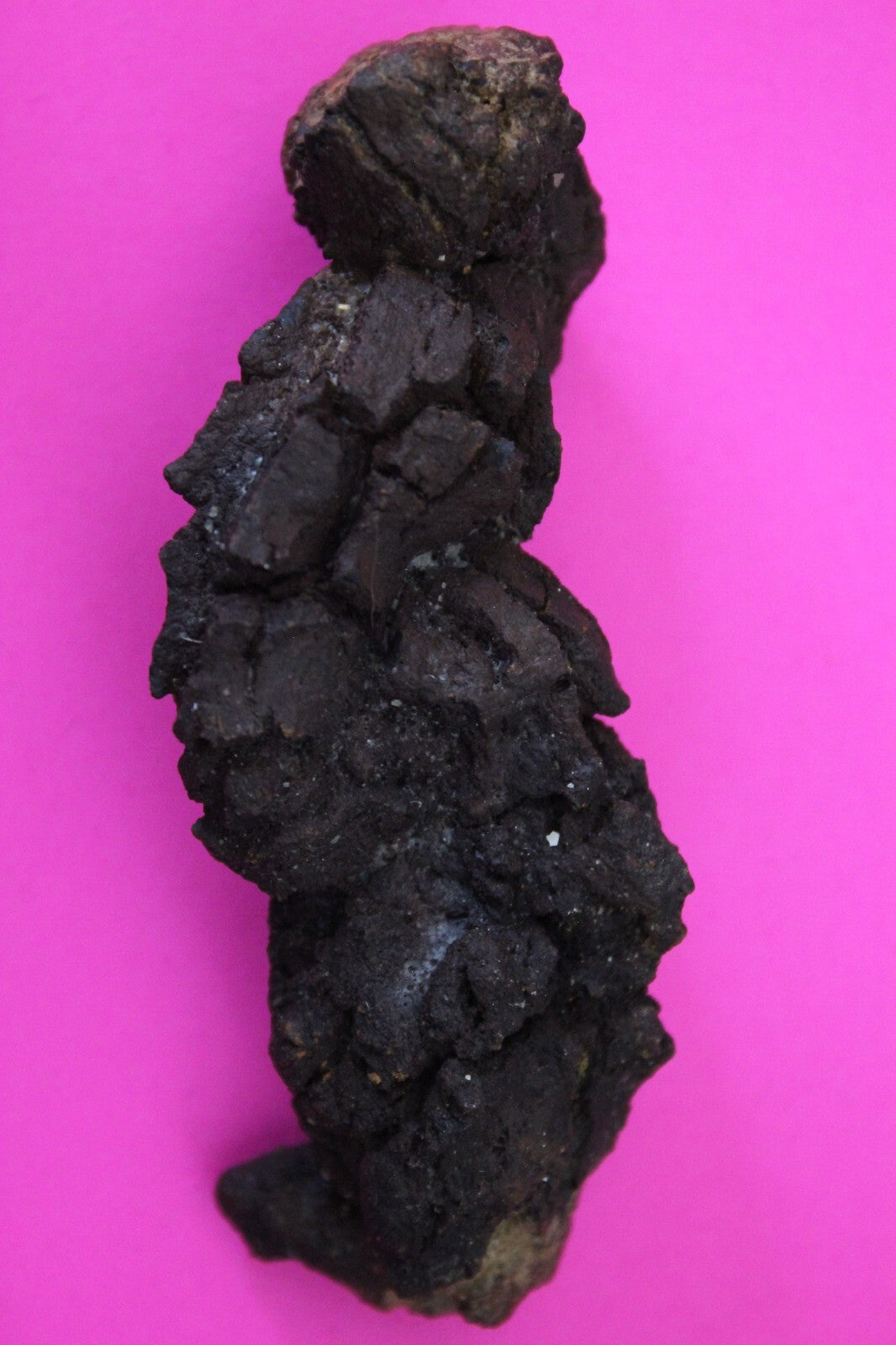 Giant Lizard Poop 5 Million Years Old Genuine Real Fossil Dinosaur Girl COA S33