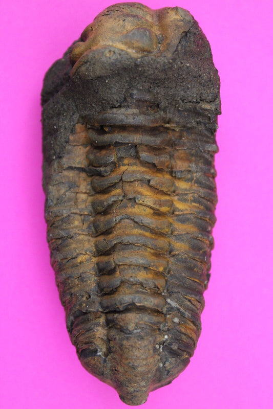 Authentic Trilobite Fossil 450 Million Years Old Genuine Dinosaur Girl COA 24