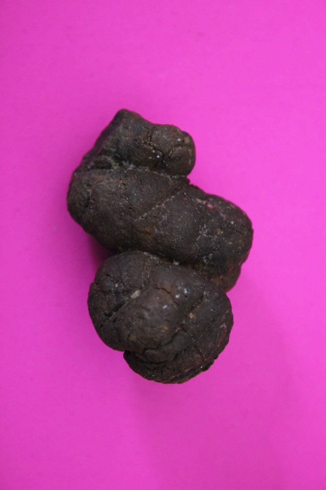 Giant Lizard Poop 5 Million Years Old Genuine Real Fossil Dinosaur Girl COA S48