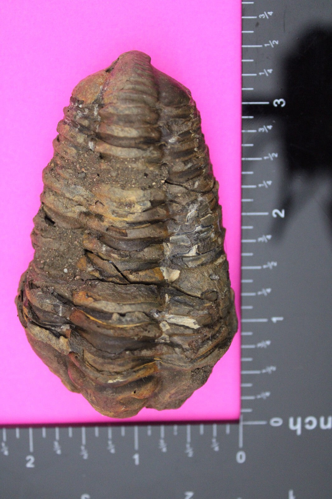 Authentic Trilobite Fossil 450 Million Years Old Genuine Dinosaur Girl COA 65