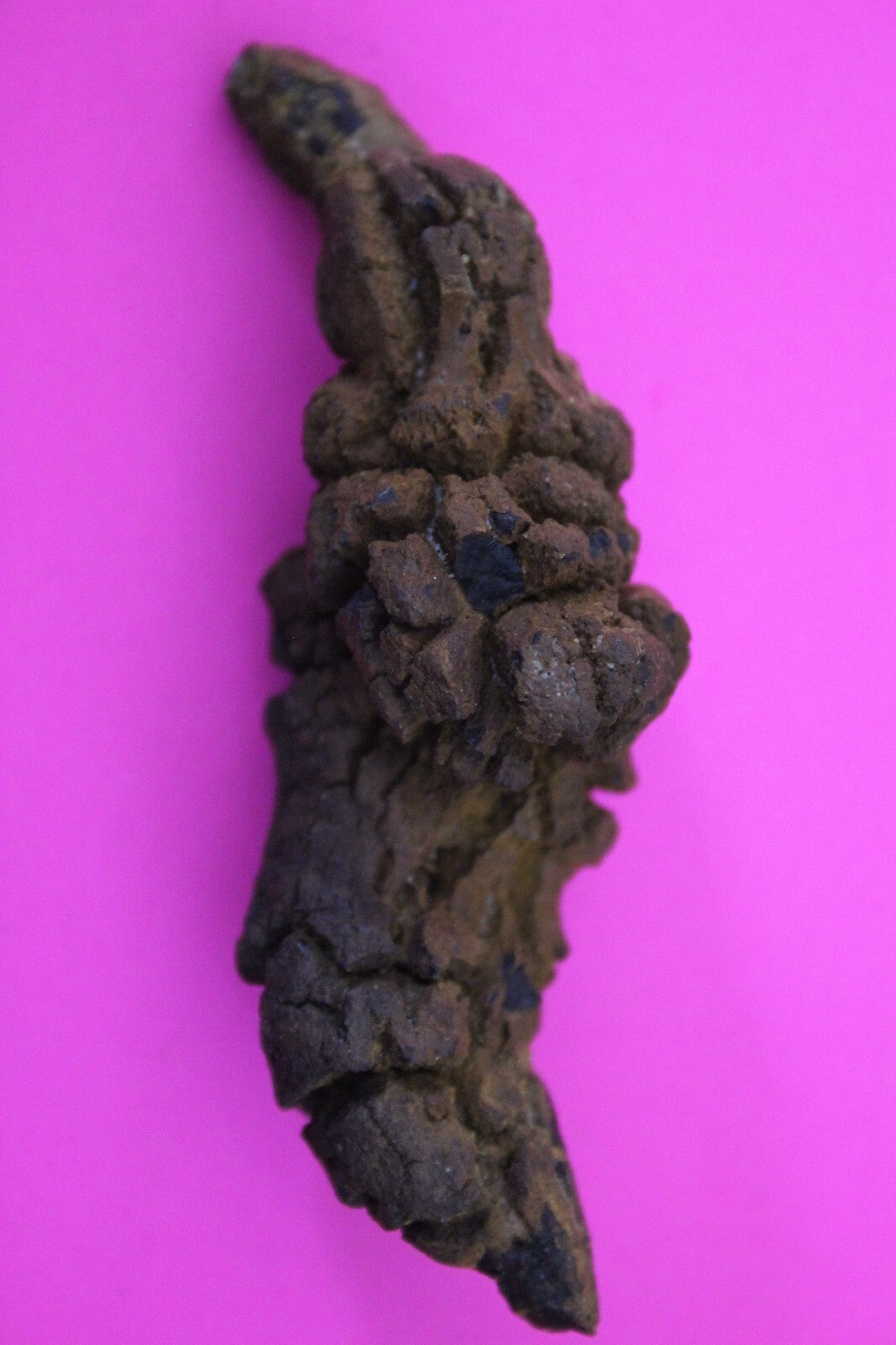 Giant Lizard Poop 5 Million Years Old Genuine Real Fossil Dinosaur Girl COA S40