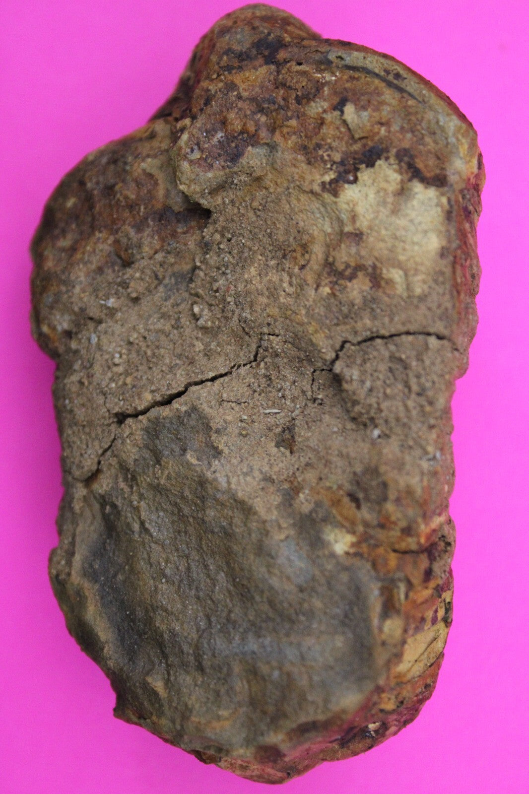 Authentic Trilobite Fossil 450 Million Years Old Genuine Dinosaur Girl COA 40