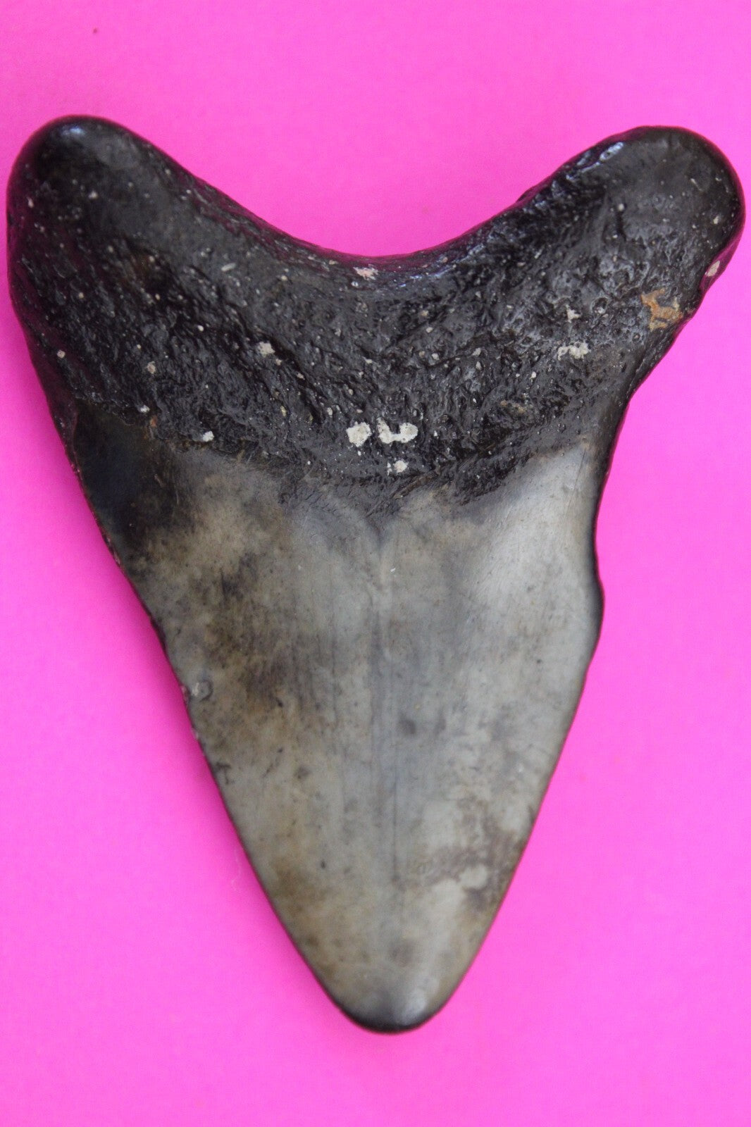 Authentic Megadolon Shark Tooth 2.64 Inch 42 Grams Fossil Dinosaur Girl COA M42