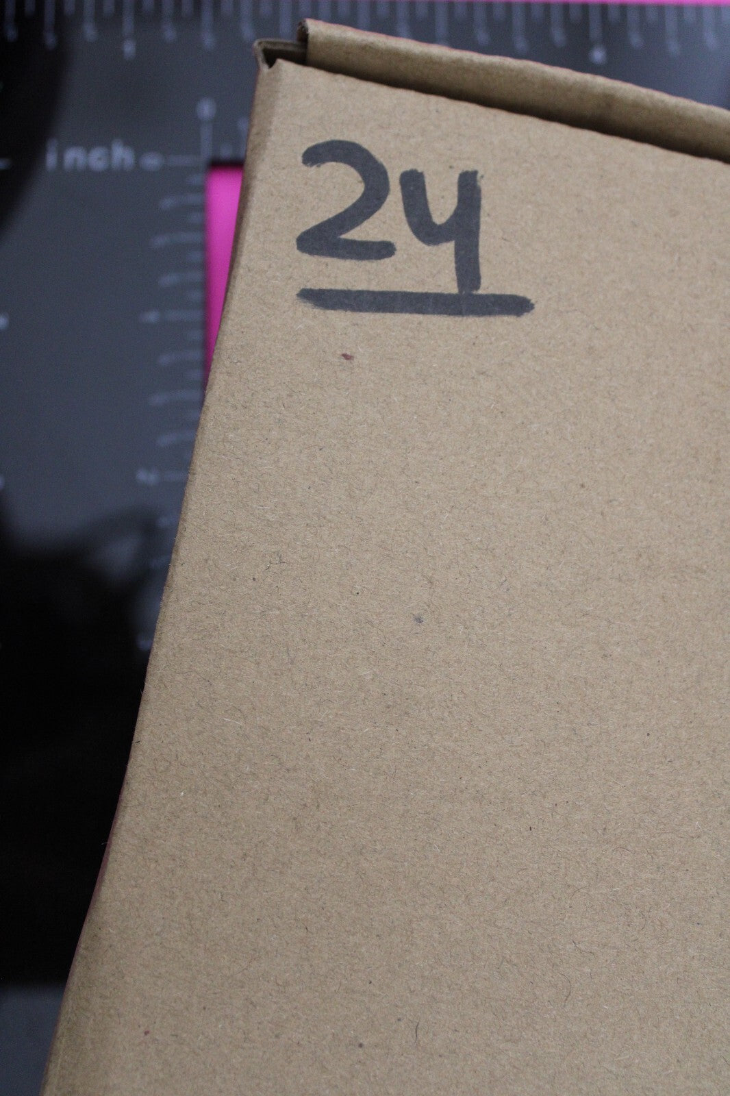 Authentic Trilobite Fossil 450 Million Years Old Genuine Dinosaur Girl COA 24