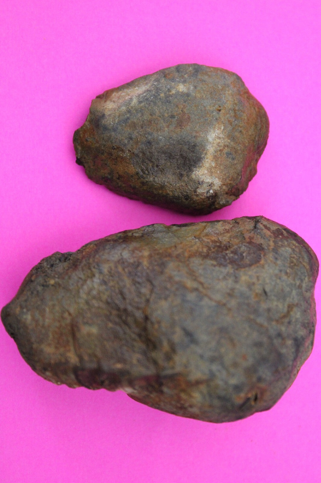 Authentic Trilobite Geode Real Fossil 450 Million Years Old Dinosaur Girl COA 03