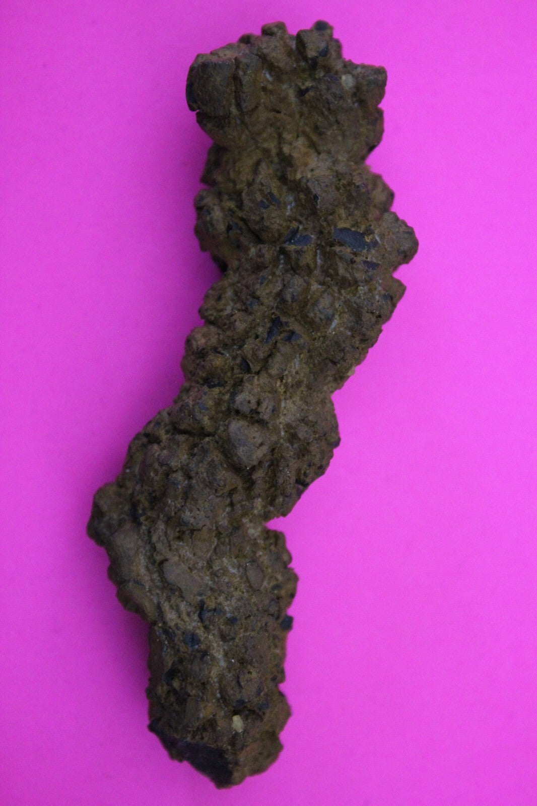 Giant Lizard Poop 5 Million Years Old Genuine Real Fossil Dinosaur Girl COA S03