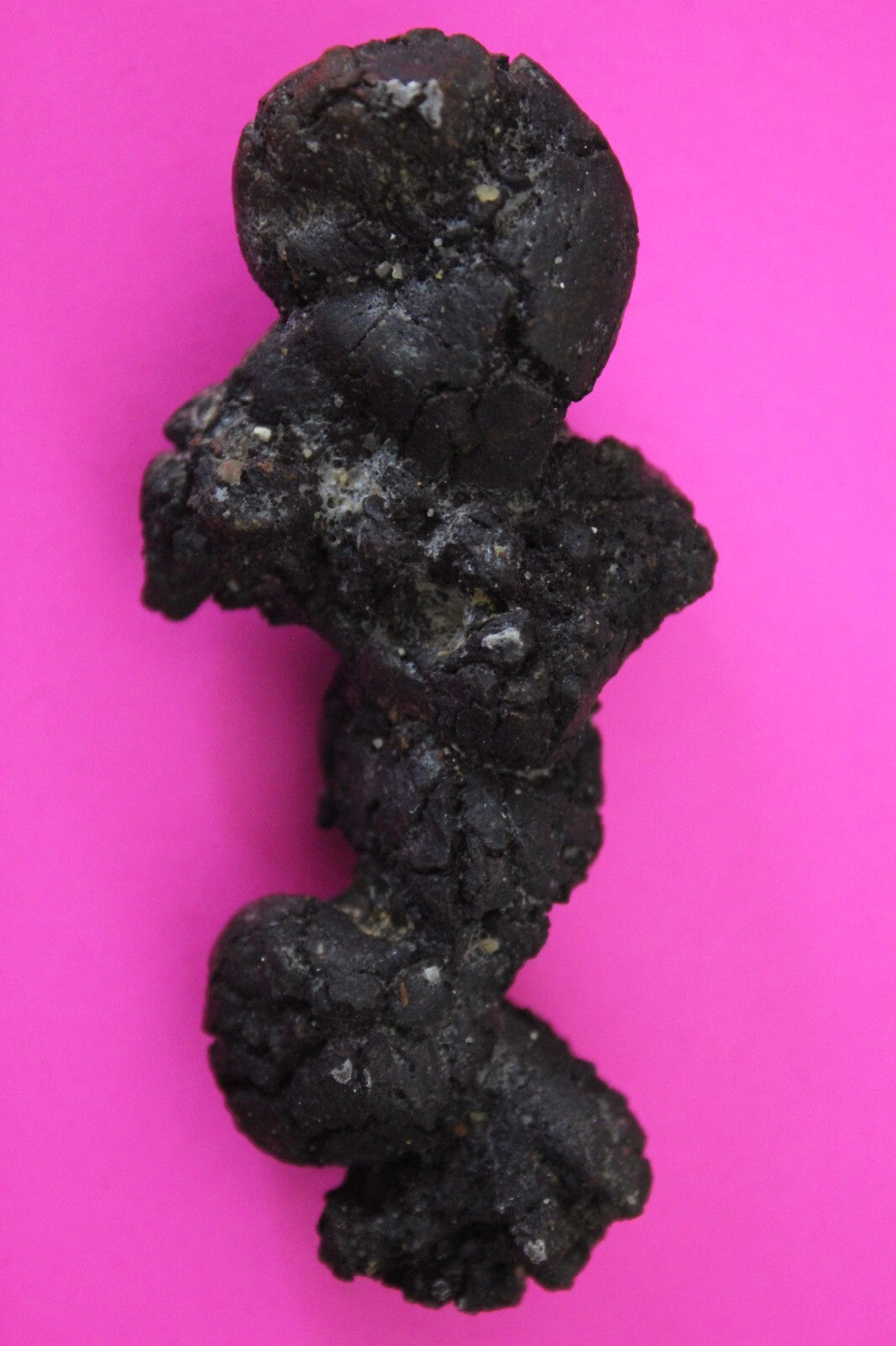 Giant Lizard Poop 5 Million Years Old Genuine Real Fossil Dinosaur Girl COA S34