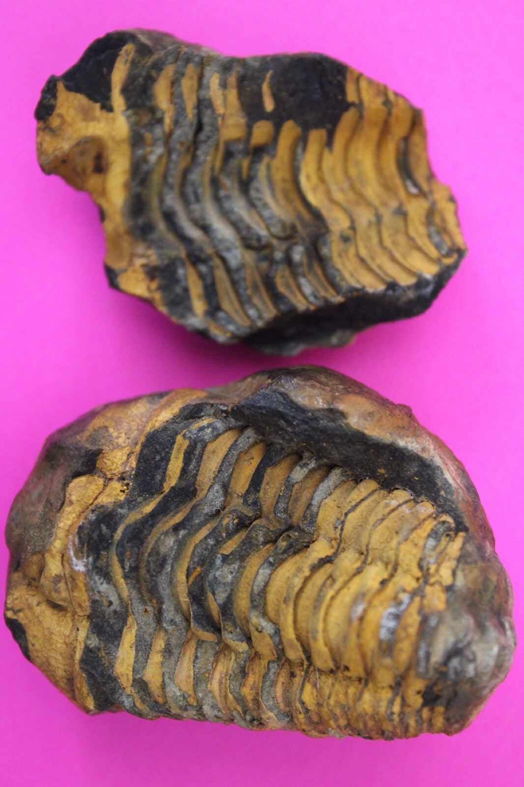 Authentic Trilobite Geode Real Fossil 450 Million Years Old Dinosaur Girl COA 18
