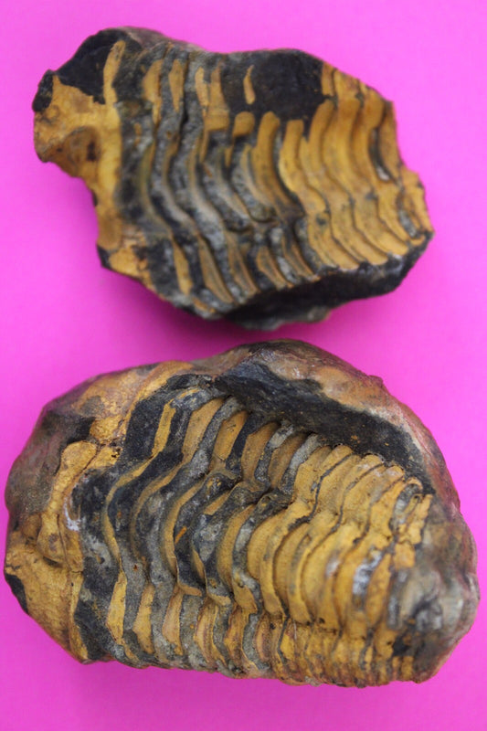 Authentic Trilobite Geode Real Fossil 450 Million Years Old Dinosaur Girl COA 18